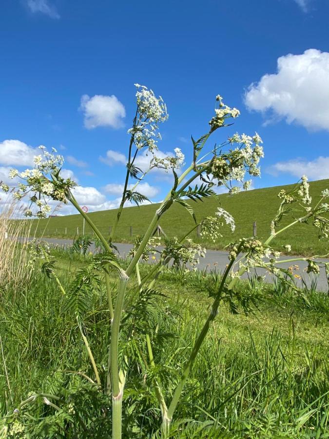 Gut Gross Fedderwarden, Ferienwohnung Mettje Butjadingen Zewnętrze zdjęcie